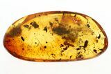 Fossil Moth Larval Case and Large Snipe Fly in Baltic Amber #273289-1